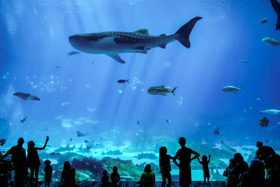 Atlanta: Georgia Aquarium Skip-the-Box-Office Entry Ticket - Food and gift shop reality: the costs add up if you plan to snack inside
