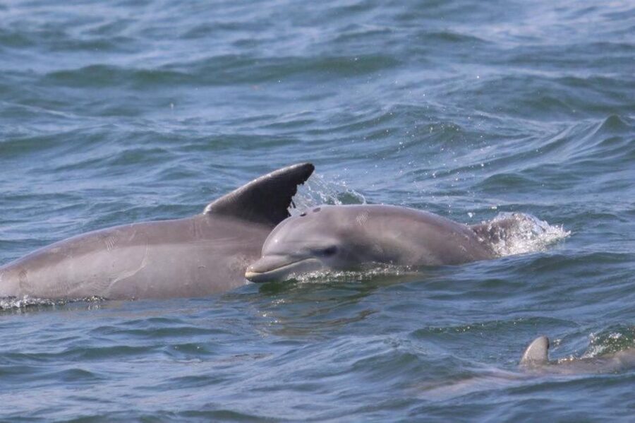 Atlantic City: Dolphin Watching Ocean Cruise Adventure - What the marine naturalist teaches you while you watch