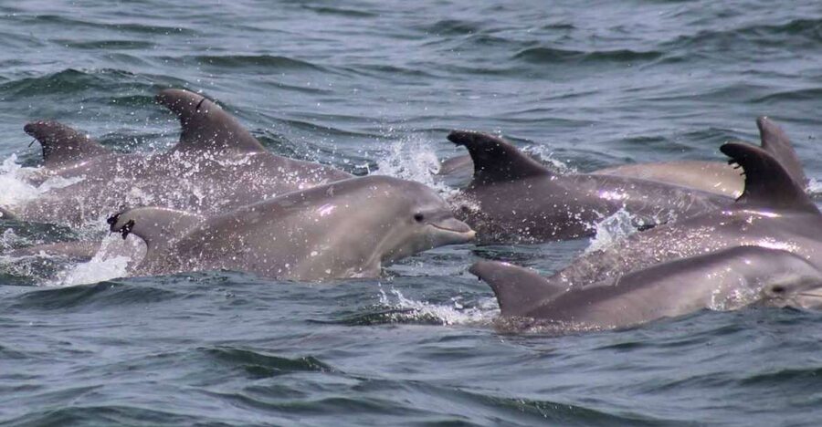 Atlantic City: Dolphin Watching Ocean Cruise Adventure - Price and value: why $53 can still feel like a bargain