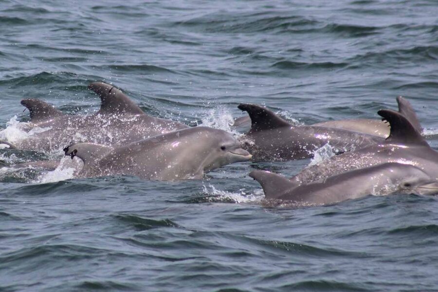 Atlantic City: Dolphin Watching Ocean Cruise Adventure - Should you book this Atlantic City dolphin watching ocean cruise?