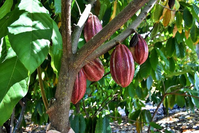 Award Winning Farm Tour: Coffee, Chocolate and Unique Gifts - Coffee and Chocolate Tastings That Feel Connected to the Farm