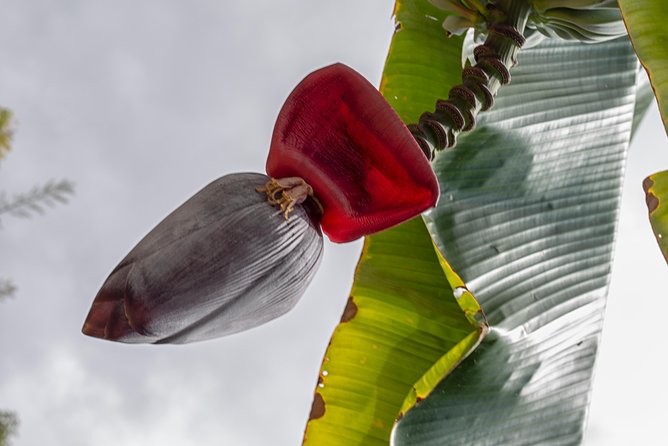 Award Winning Farm Tour: Coffee, Chocolate and Unique Gifts - What You’ll Shop for, and How to Think About Souvenirs Here