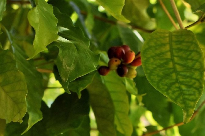 Award Winning Farm Tour: Coffee, Chocolate and Unique Gifts - Timing, Meeting Point, and Getting There Without Stress