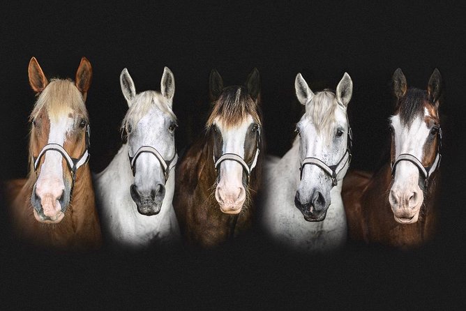 Beaufort’s #1 Horse & Carriage History Tour - Civil War Sites and Historic Churches, Explained in Everyday Terms