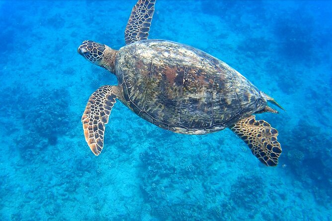 Best Waikiki Snorkel Tour: Guaranteed Turtles at Turtle Canyon - Key things I’d bet on before you book