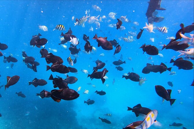 Best Waikiki Snorkel Tour: Guaranteed Turtles at Turtle Canyon - Turtle Canyon on a small boat, with Waikiki views built in