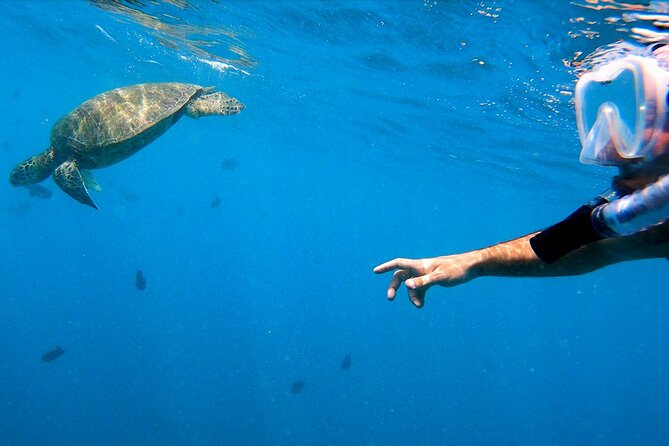 Best Waikiki Snorkel Tour: Guaranteed Turtles at Turtle Canyon - The crew and lifeguard support that changes everything