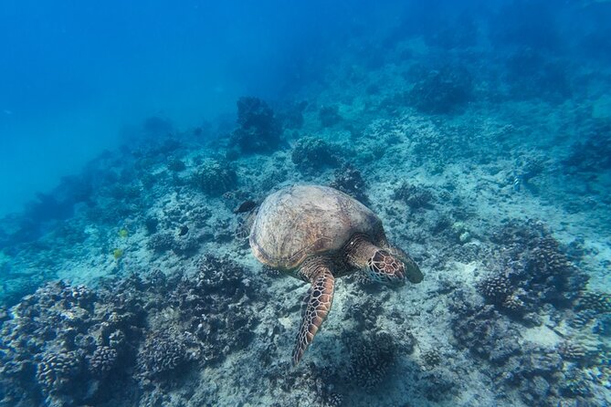 Best Waikiki Snorkel Tour: Guaranteed Turtles at Turtle Canyon - Who this tour suits best, and who should be careful