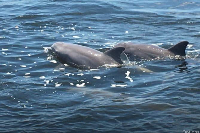 Big Fun Dolphin Cruise & Sealife Experiece ORANGE BEACH ALABAMA - Key highlights at a glance