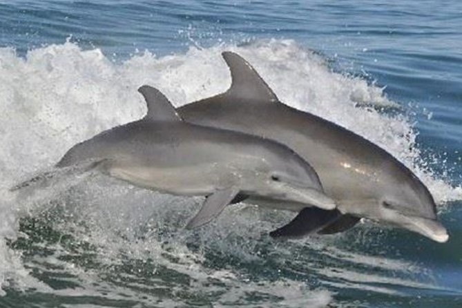 Big Fun Dolphin Cruise & Sealife Experiece ORANGE BEACH ALABAMA - The 65-foot boat setup, seating, and why “space” is not just a buzzword