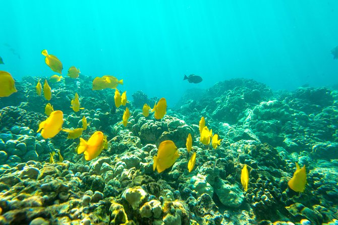 Big Island: Captain Cook Snorkel On A Power Catamaran With Lunch - Snorkeling in Kealakekua Bay with gear and a real plan
