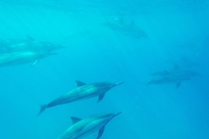 Big Island: Captain Cook Snorkel On A Power Catamaran With Lunch - Who should book this tour, and who should skip it