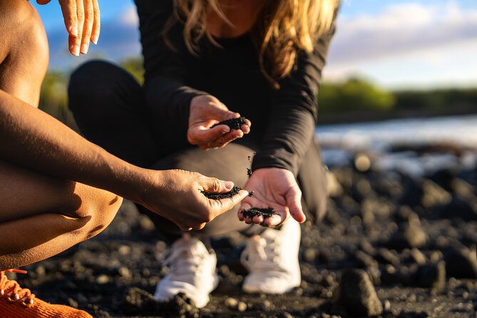 Big Island Highlights: Coffee, Volcano, Black Sands & Waterfall - Stop 3: Punaluu Black Sand Beach and the honu turtle spotting strategy
