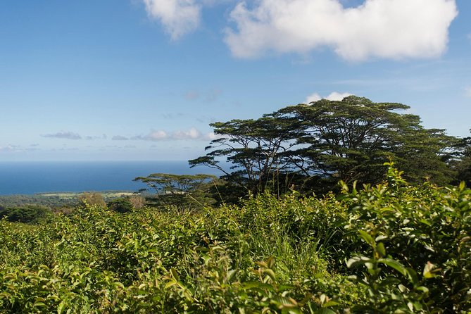 Big Island Kohala Canopy Zipline Adventure - Who this zipline is best for, and who should pass