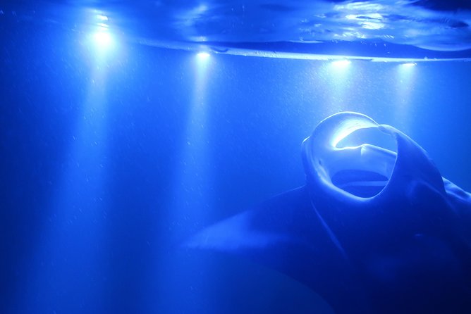 Big Island: Kona Manta Ray Snorkel Tour in Keauhou Harbor - The 150,000-lm Light Board, and How You Actually See Mantas