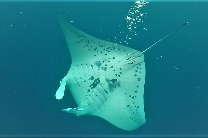 Big Island: Kona Manta Ray Snorkel Tour in Keauhou Harbor - Gear, Wetsuit Rental, and the Stuff That Determines Comfort
