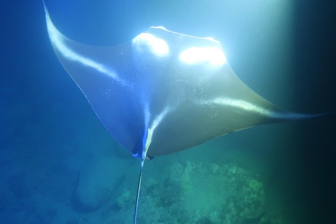 Big Island: Kona Manta Ray Snorkel Tour in Keauhou Harbor - Safety, Crew, and the Manta Ray Guarantee That Gives You a Second Shot