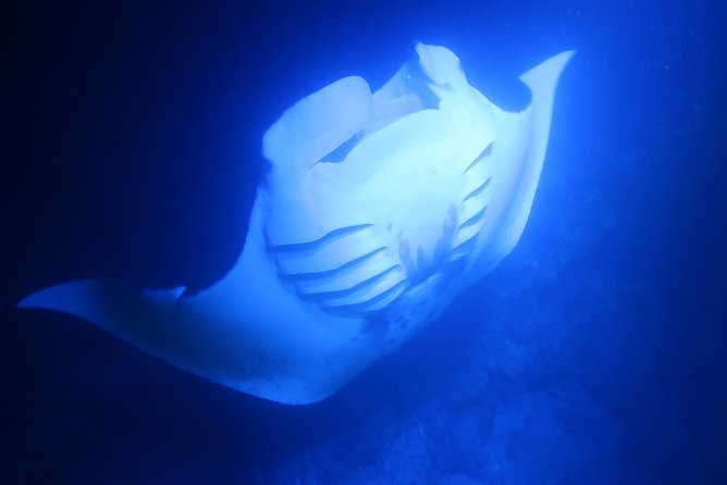 Big Island: Kona Manta Ray Snorkel Tour in Keauhou Harbor - Price and Value: Why $25 Can Work Here