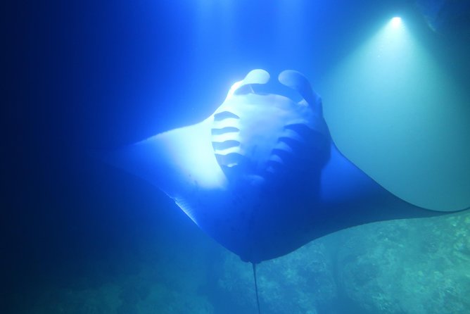 Big Island: Kona Manta Ray Snorkel Tour in Keauhou Harbor - Potential Snag: Night Schedules Can Drift