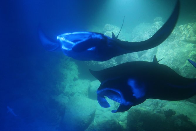 Big Island: Kona Manta Ray Snorkel Tour in Keauhou Harbor - The Flow of the Trip: From Keauhou to the Lit Water Patch