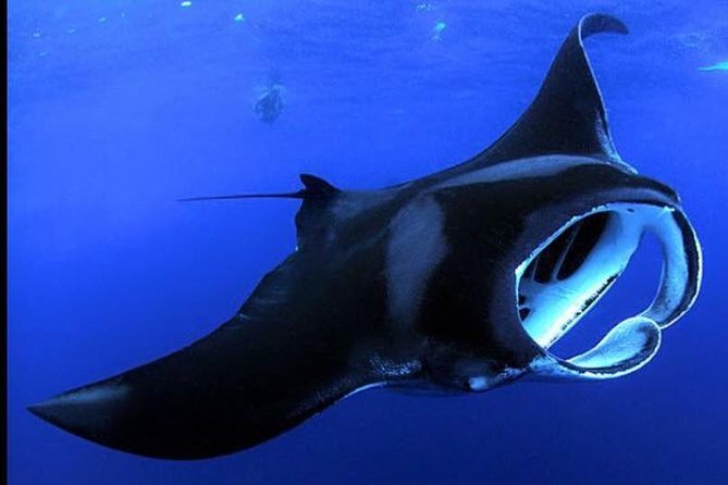 Big Island Manta Ray Night Snorkel - Key Points I’d Prioritize Before You Go