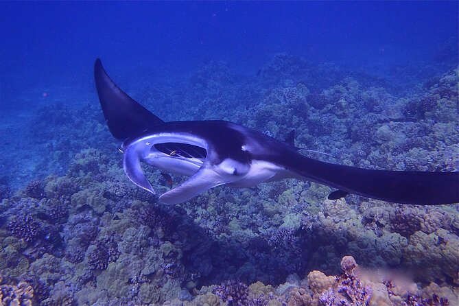 Big Island Manta Ray Night Snorkel - Crew, Commentary, And Safety For Black-Water Snorkeling