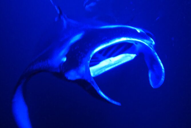 Big Island: Manta Ray Night Snorkeling Adventure in Kailua-Kona - Entering the experience from Kona, with snacks and a real boat trip