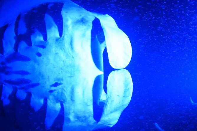 Big Island: Manta Ray Night Snorkeling Adventure in Kailua-Kona - Snorkeling at night: what happens once you hit the water