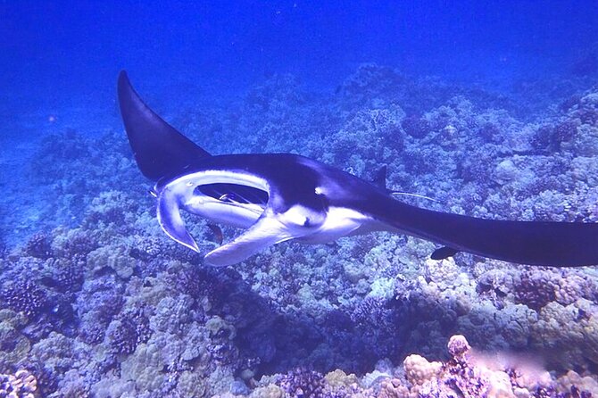 Big Island: Manta Ray Night Snorkeling Adventure in Kailua-Kona - Cold water reality: wetsuit tops, comfort tips, and what to wear