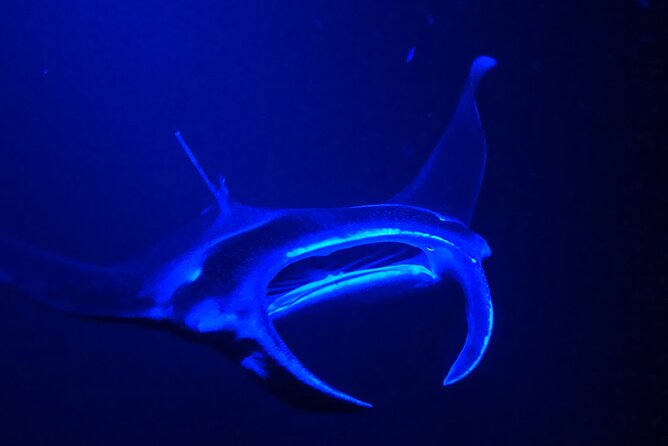 Big Island: Manta Ray Night Snorkeling Adventure in Kailua-Kona - Motion sickness, boat position, and how to protect your night