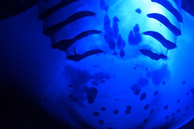 Big Island: Manta Ray Night Snorkeling Adventure in Kailua-Kona - Who should book this manta ray night snorkeling?