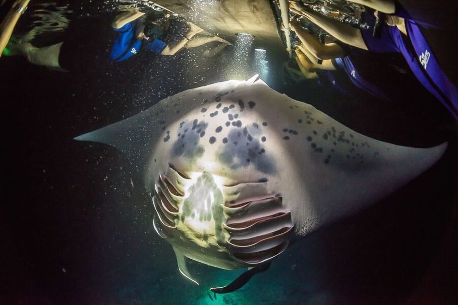 Big Island: Night Swim with Manta Ray with Hot Chocolate - Key points before you go
