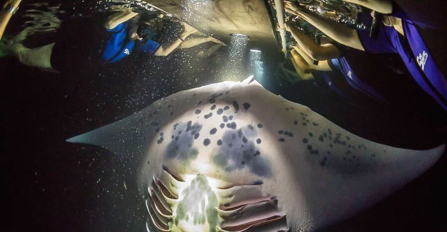 Big Island: Night Swim with Manta Ray with Hot Chocolate - Why Kona’s manta ray night swim works so well