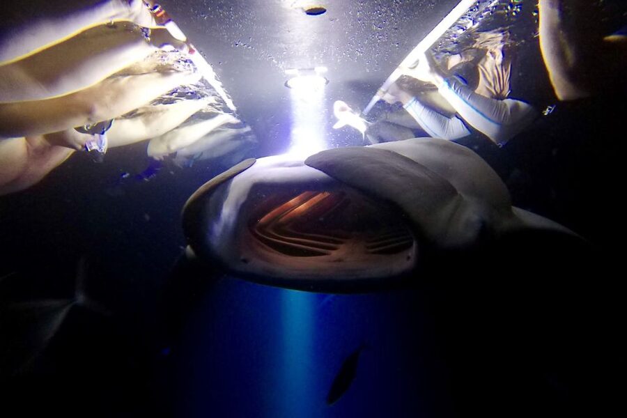 Big Island: Night Swim with Manta Ray with Hot Chocolate - Gear matters: wetsuits, flotation rings, and Rx masks