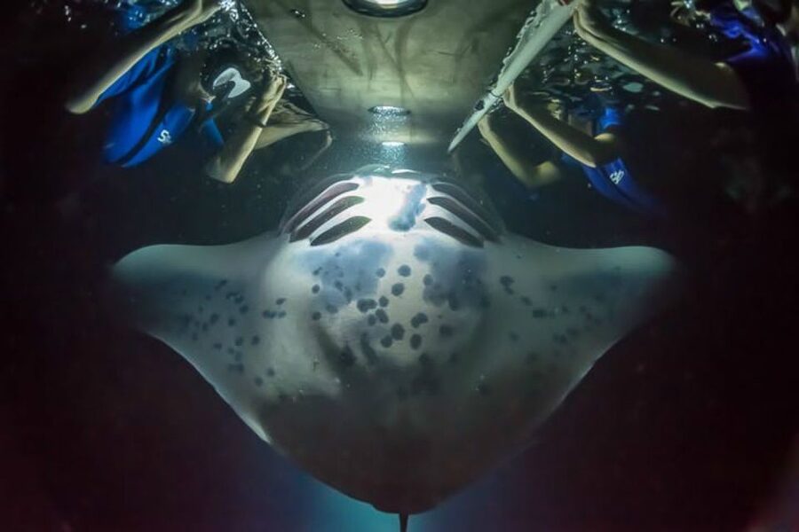 Big Island: Night Swim with Manta Ray with Hot Chocolate - Meeting point and timing: what the 75 minutes feels like