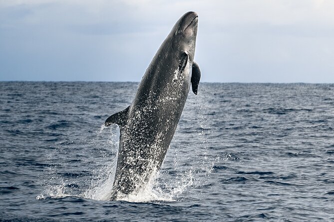 Big Island: Pelagic Whale Watch Tour - Key Points at a Glance