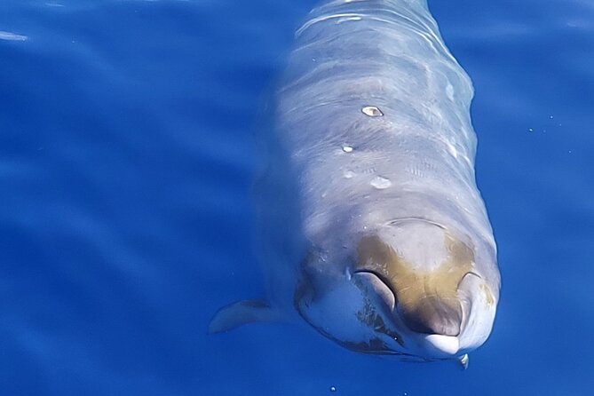 Big Island: Pelagic Whale Watch Tour - Kona’s Pelagic Whale Watch Starts With a Clever Search Plan