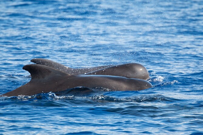 Big Island: Pelagic Whale Watch Tour - The Artemis Catamaran Setup: Comfort That Actually Matters