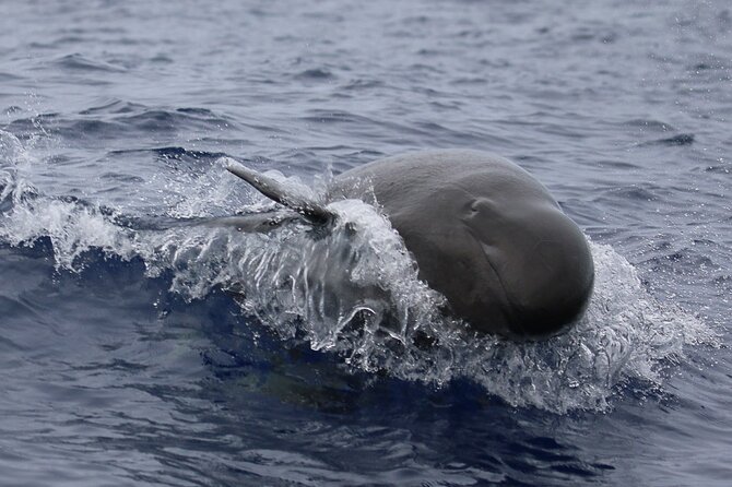 Big Island: Pelagic Whale Watch Tour - Naturalists Onboard: Learning Whale Talk Without Feeling Like School