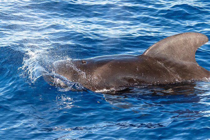 Big Island: Pelagic Whale Watch Tour - Sharks, Flying Fish, and the Kona Ecosystem Story