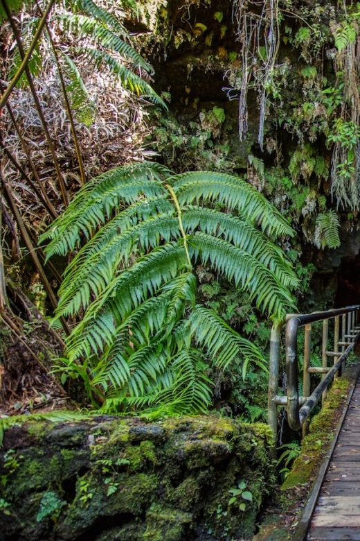 Big Island: Volcanoes, Waterfalls, & Coffee Farm Day-Trip - Who this tour suits best