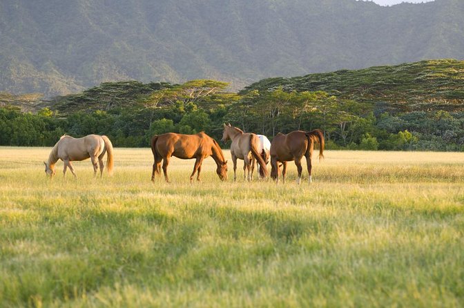 Big Island Waterfalls Tour with Swimming and Botanical Garden - Key highlights worth clearing your calendar for