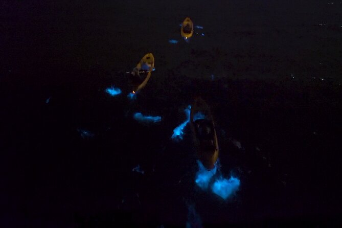 Bioluminescence Kayak Tour - Guides who turn the dark into a lesson, not a lecture