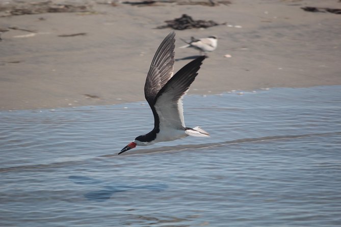 Birding By Boat on the Osprey - Key things to notice before you book