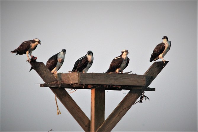 Birding By Boat on the Osprey - Binoculars, photo stops, and how to get sharp views