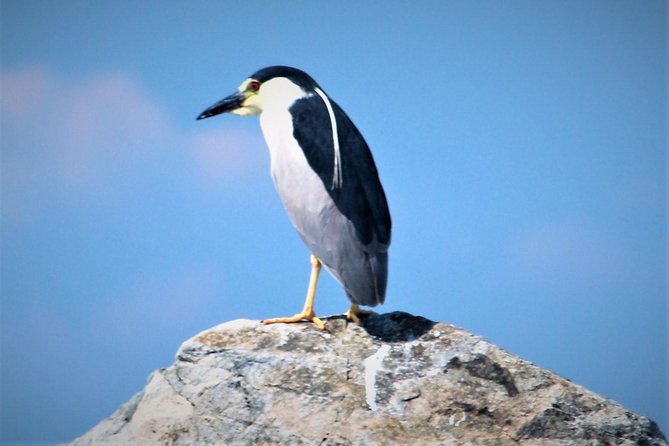 Birding By Boat on the Osprey - Price and value: is $38 a good deal in Cape May?