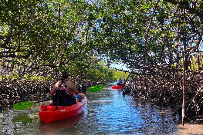 Bonita Springs Eco Kayak Tour – Best Gear, Premium&Clear Kayaks - Key Things That Make This Kayak Tour Worth Your Time