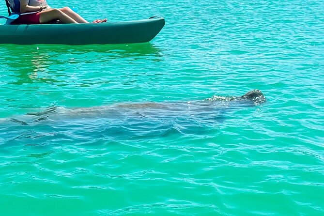 Bonita Springs Eco Kayak Tour – Best Gear, Premium&Clear Kayaks - Big Hickory Island: Mangrove Tunnels, Inlets, And The Wildlife Odds