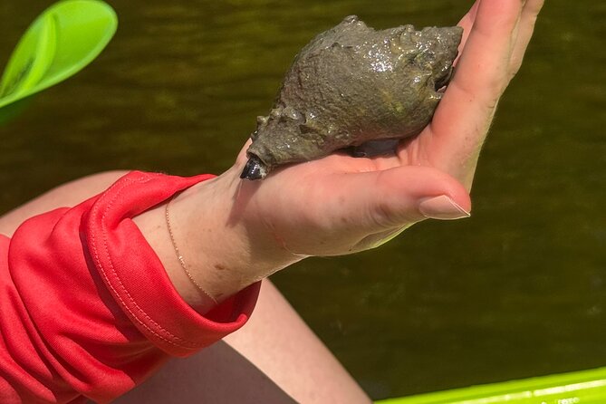 Bonita Springs Eco Kayak Tour – Best Gear, Premium&Clear Kayaks - The Beach Stop And Sandbar Shelling Time