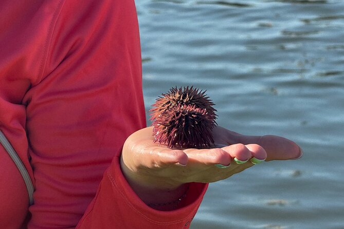 Bonita Springs Eco Kayak Tour – Best Gear, Premium&Clear Kayaks - Weather Matters, And Wildlife Timing Is Realistic